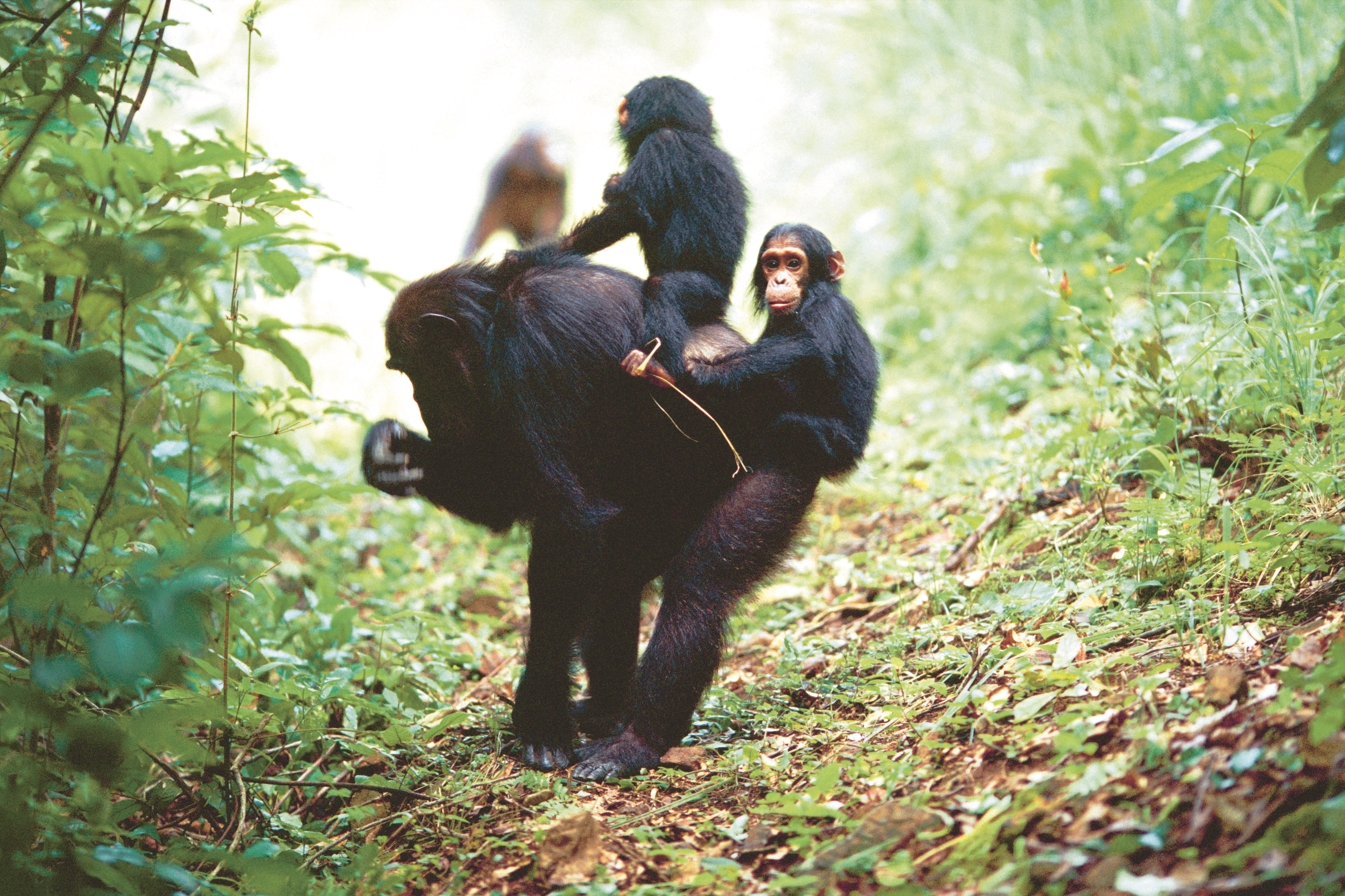 Chimpansee met baby tweeling WW22099