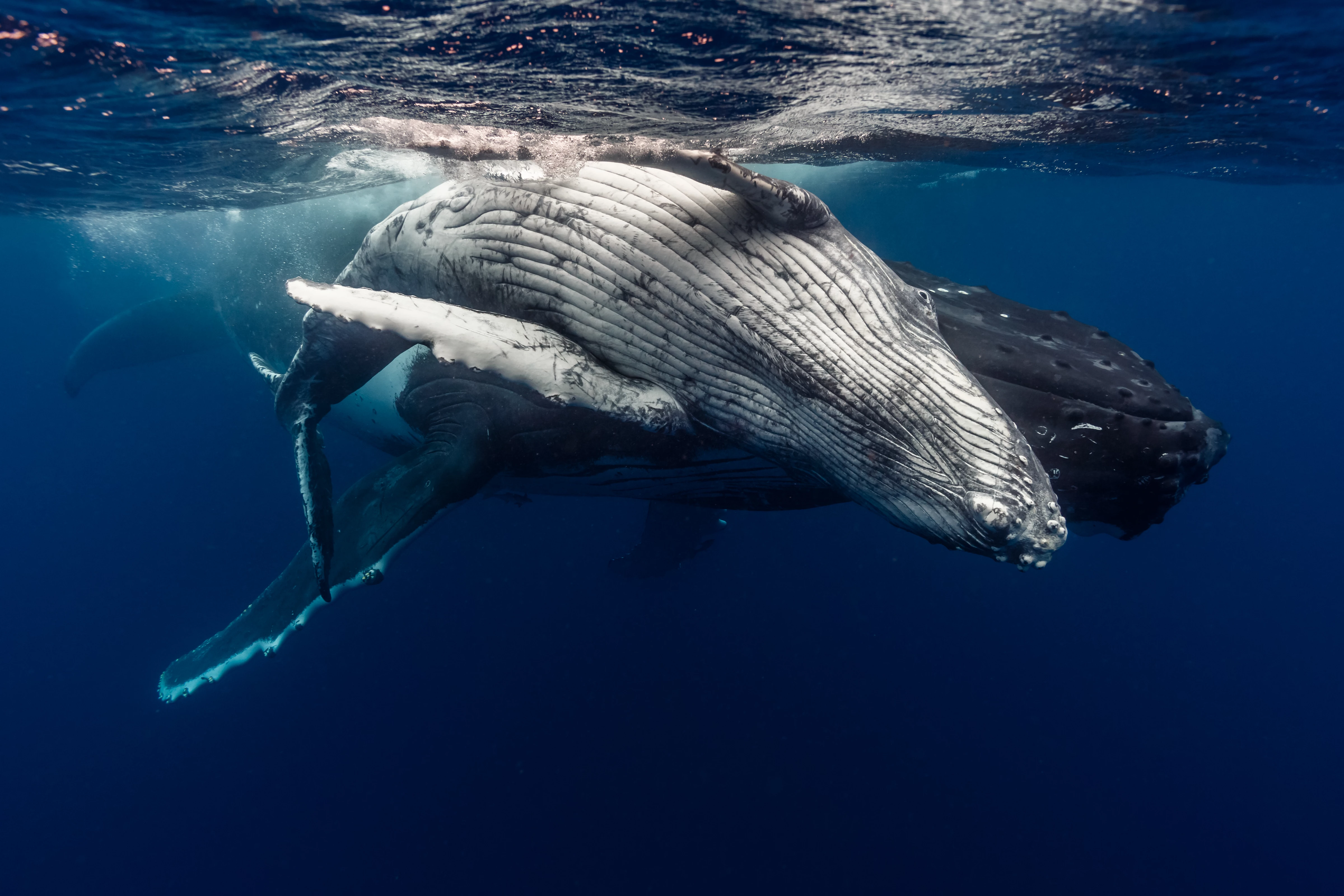 Bultrug met kalf_WW2125358