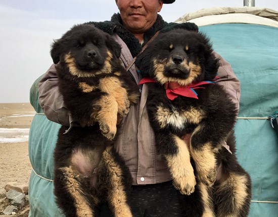 Waakhonden in Mongolië