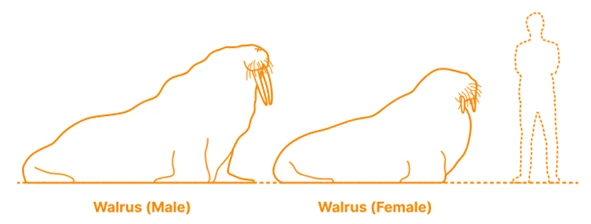 De grootte van een walrus