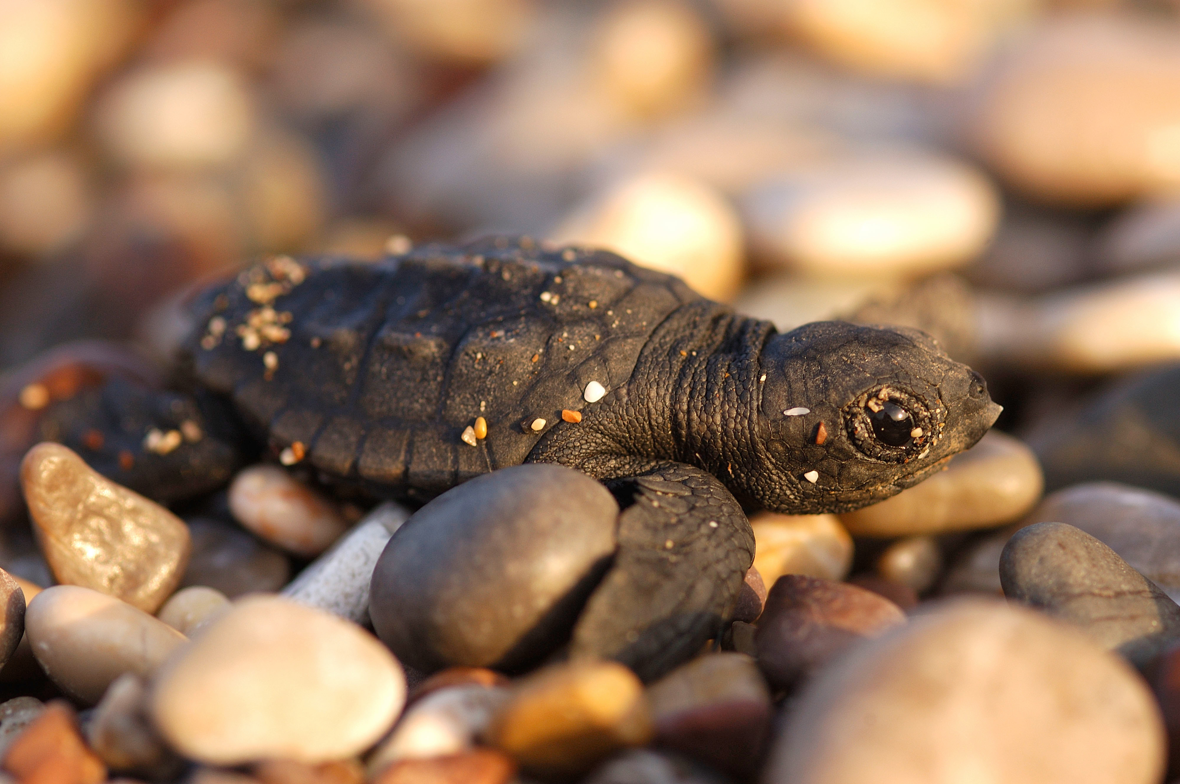 Klein_Zeeschildpad.jpg