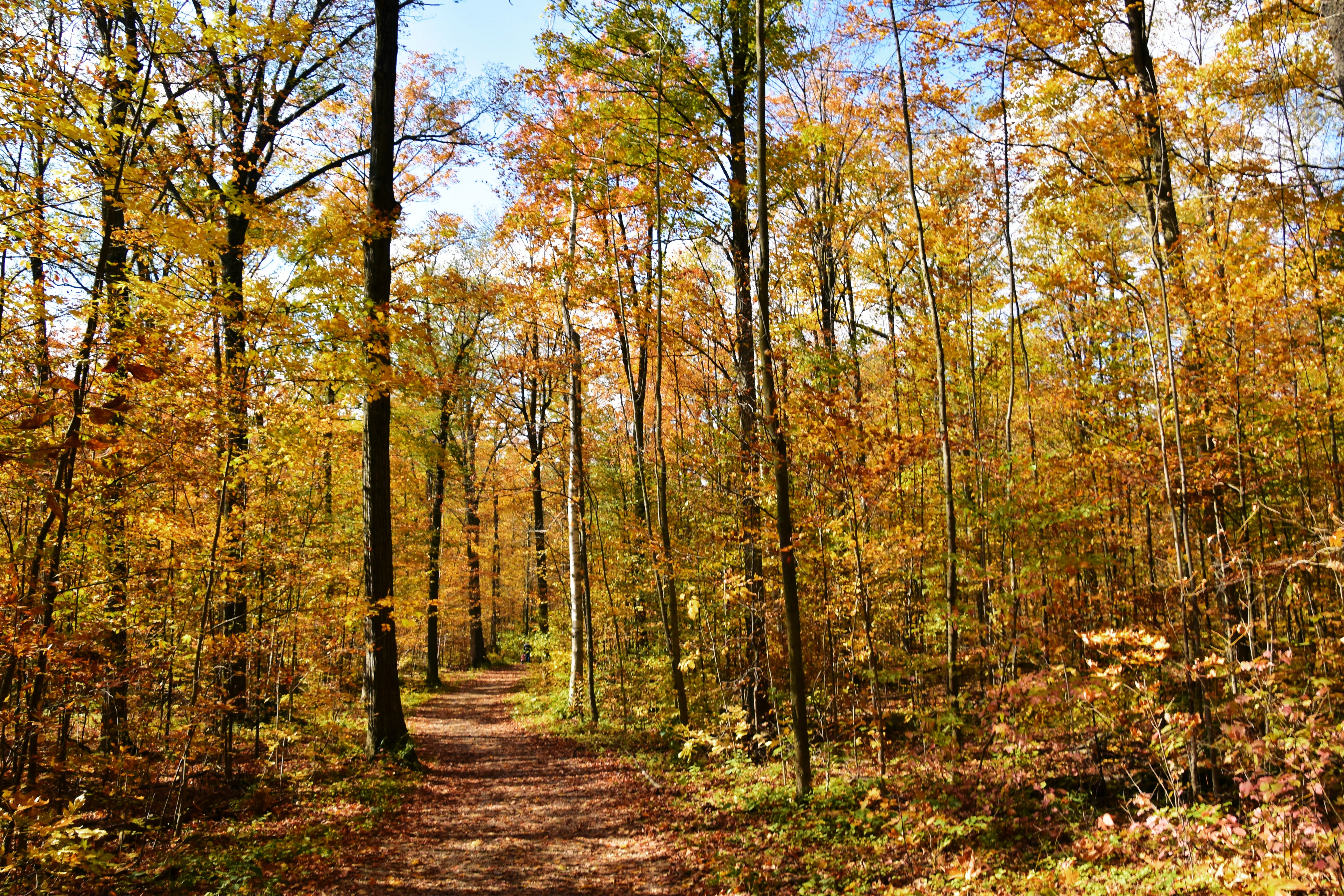 Bos in herfst