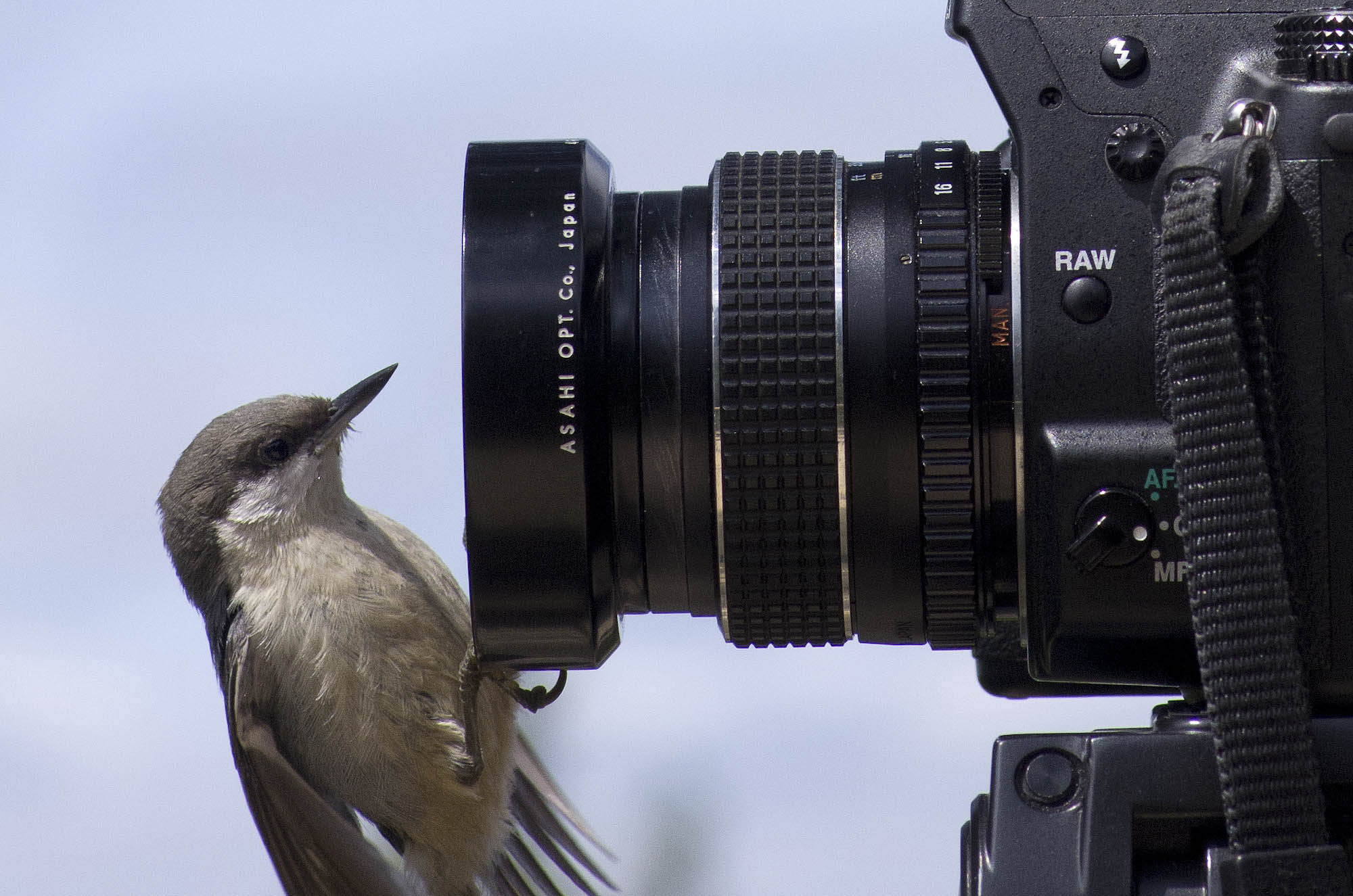 Workshop Natuurfotografie Voor Beginners