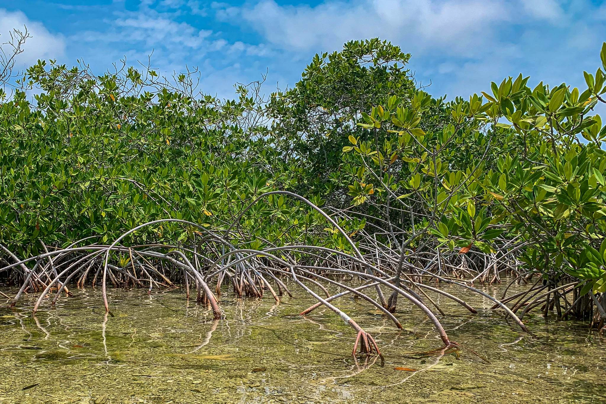 Mangroves