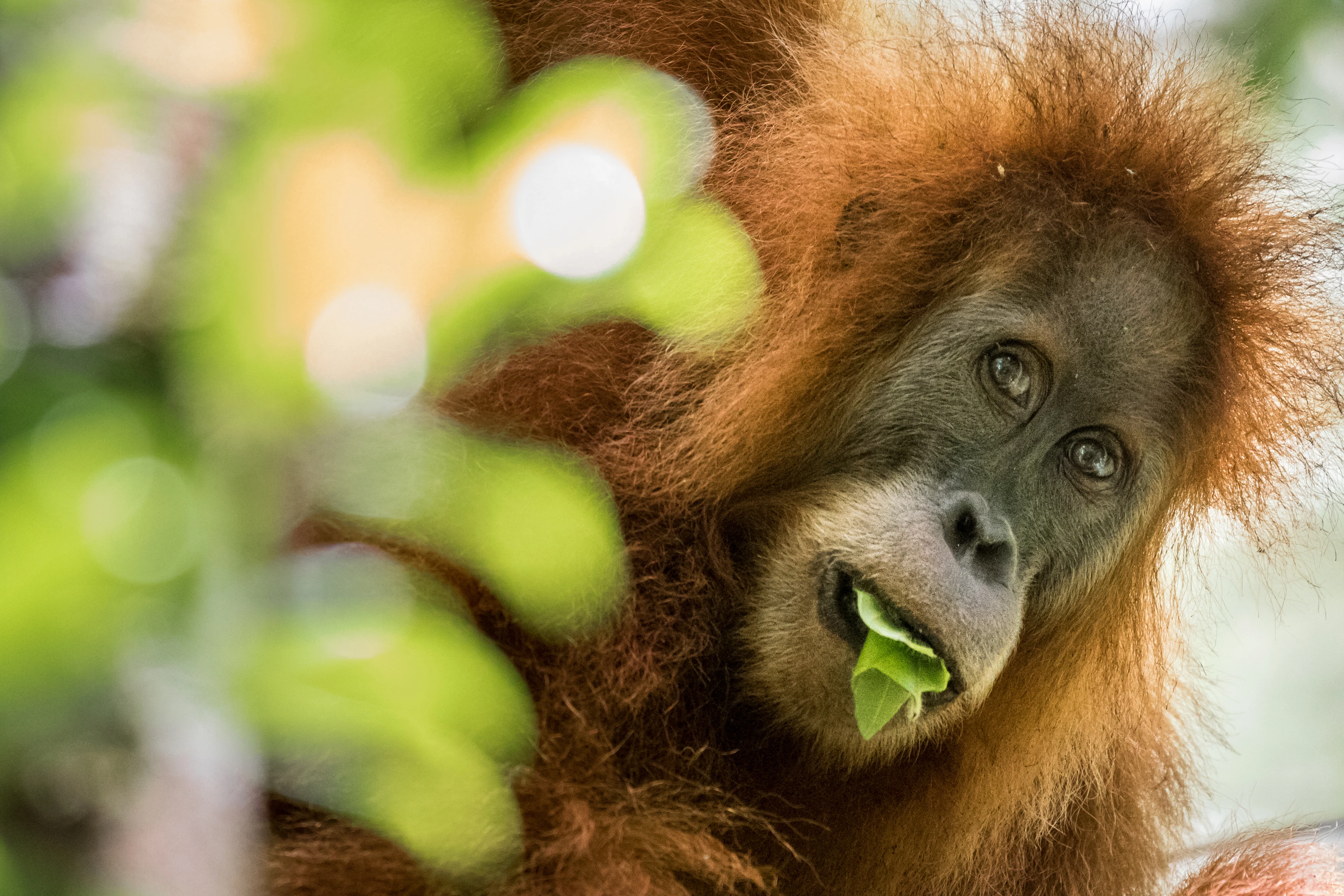 Orang-oetan met groene blaadjes in zijn mond WW2105044