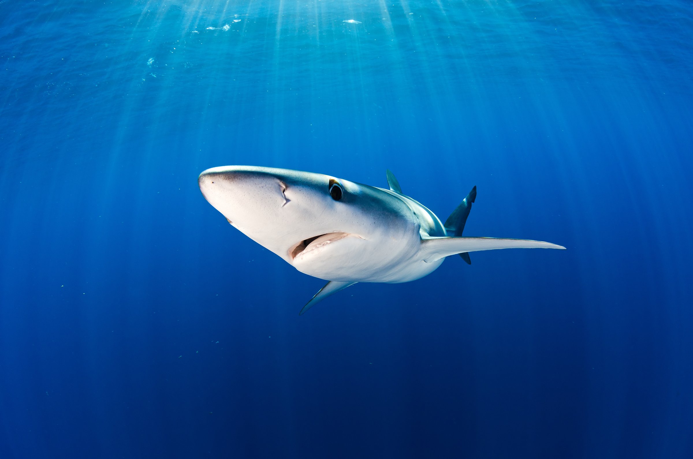 Getuigen Minder Dankzegging Blauwe haai | WWF | Help jij ze te beschermen?