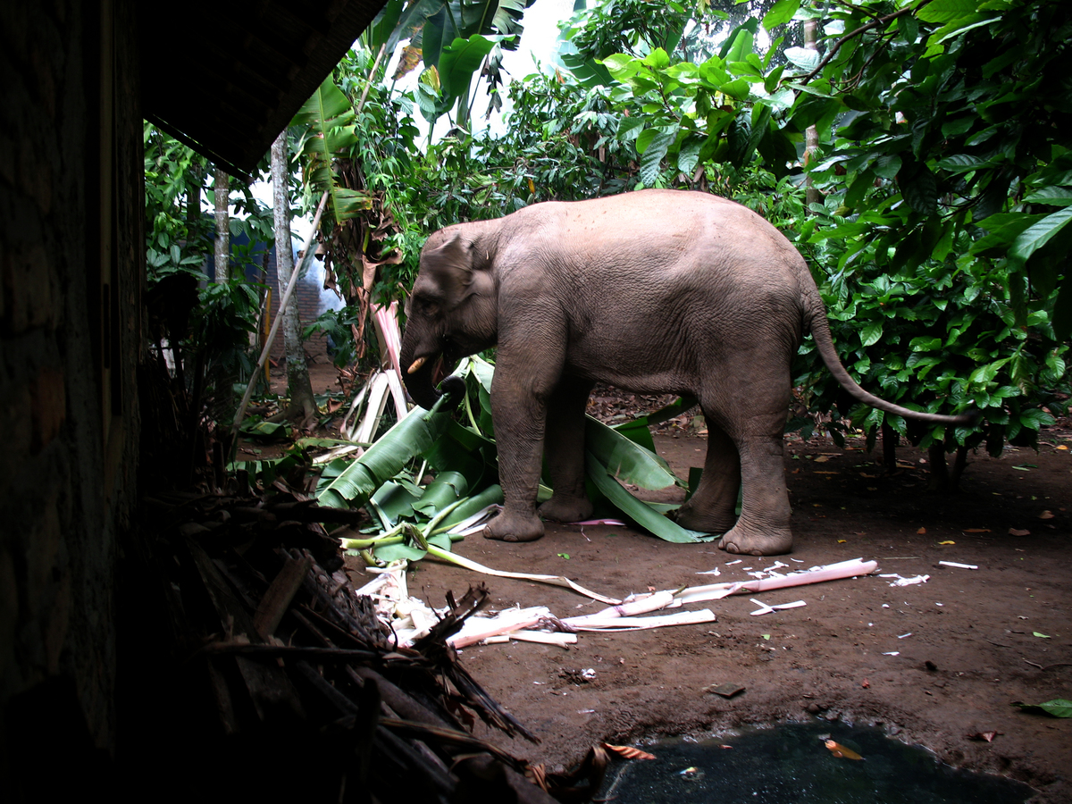 Sumatraanse olifant WW14347