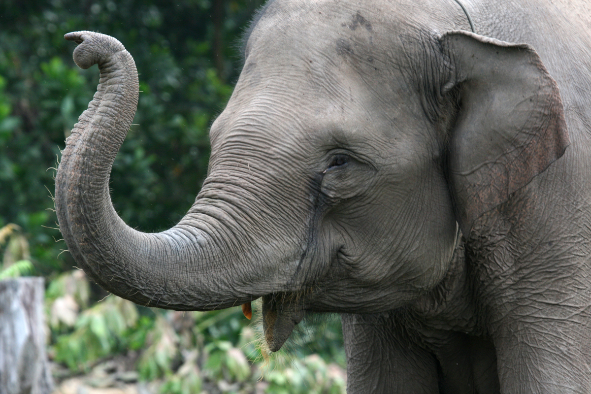 Sumatraanse olifant | WWF