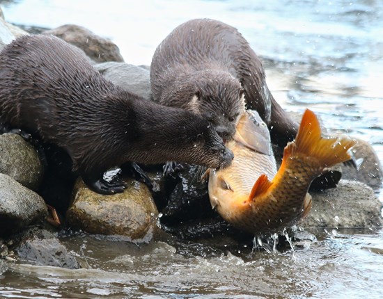 Twee otters vangen een vis