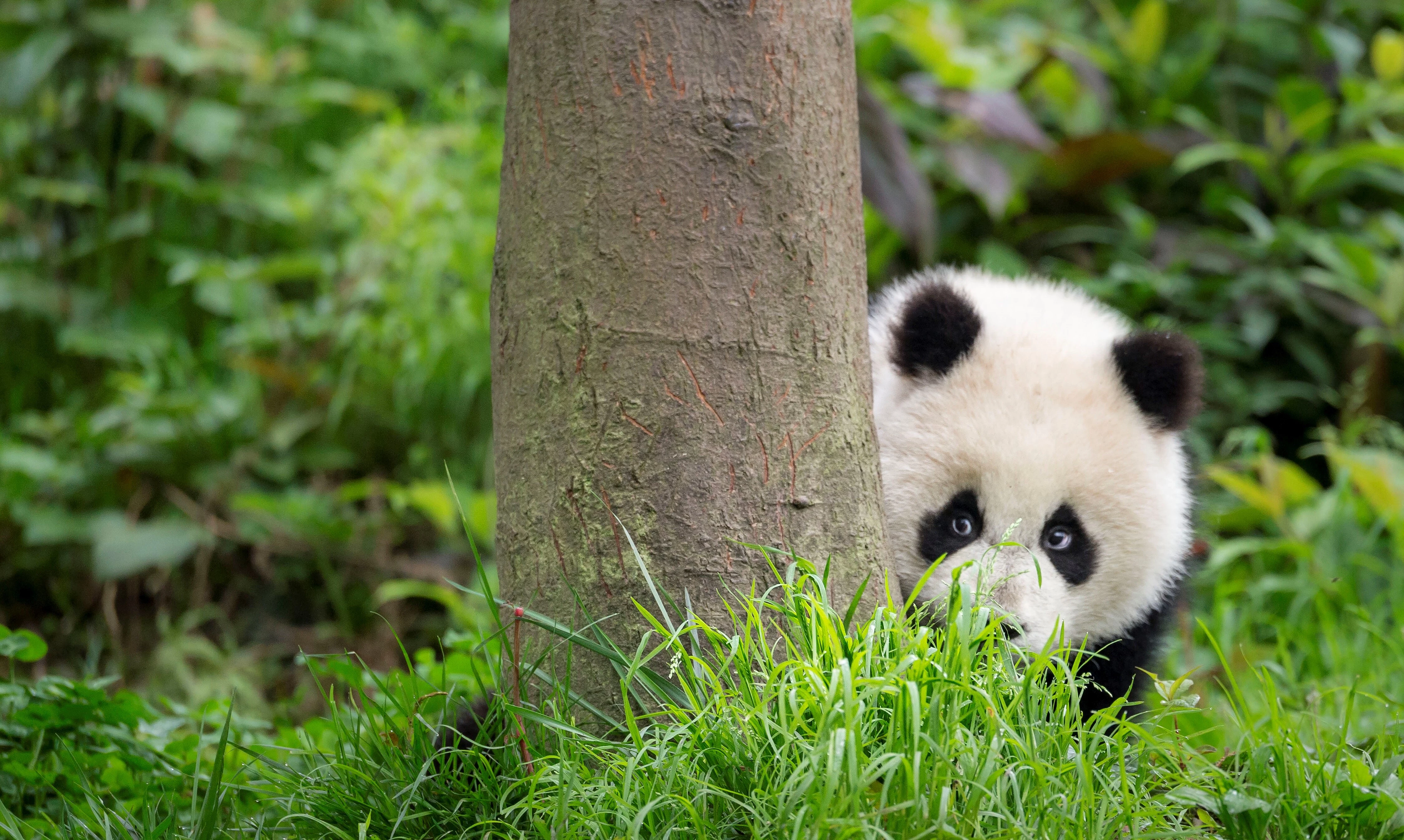 Panda kijkt om een boom heen WW225897