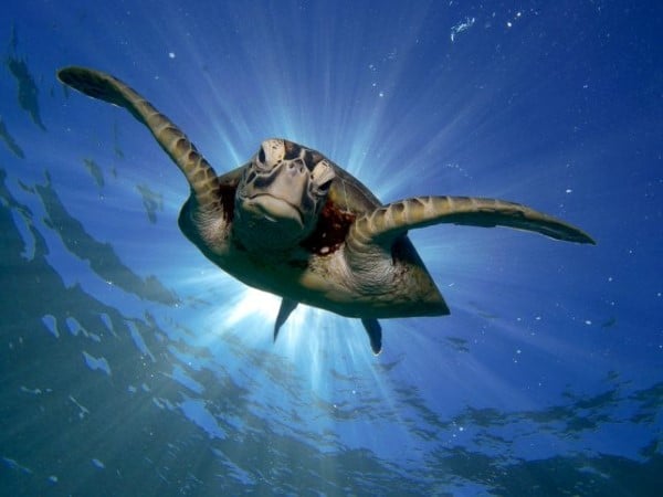 In werkelijkheid gras grillen Zeeschildpad helpen | WWF | Lees meer over wat er aan de hand is