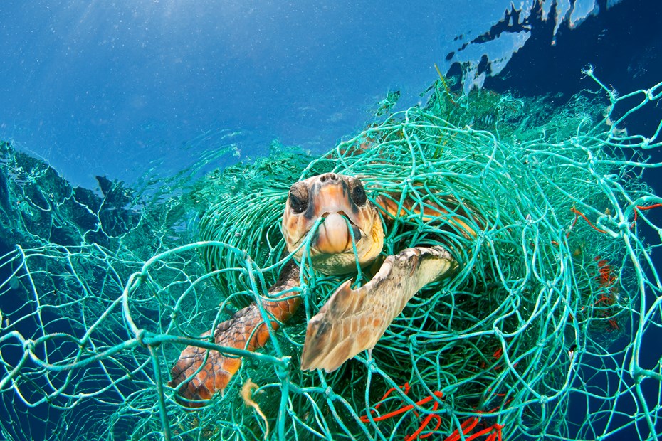 In werkelijkheid gras grillen Zeeschildpad helpen | WWF | Lees meer over wat er aan de hand is