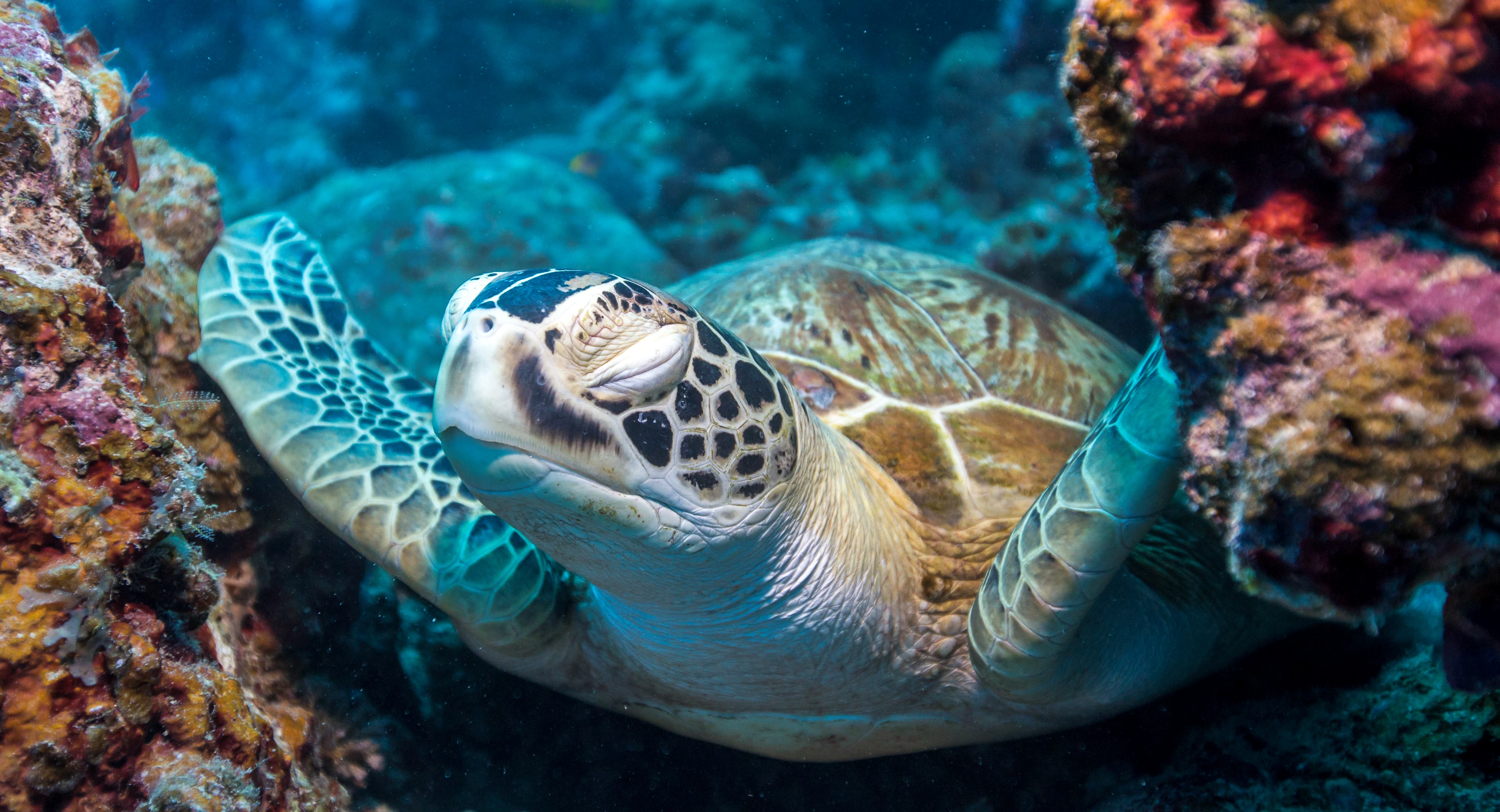 Zeeschildpad Australië