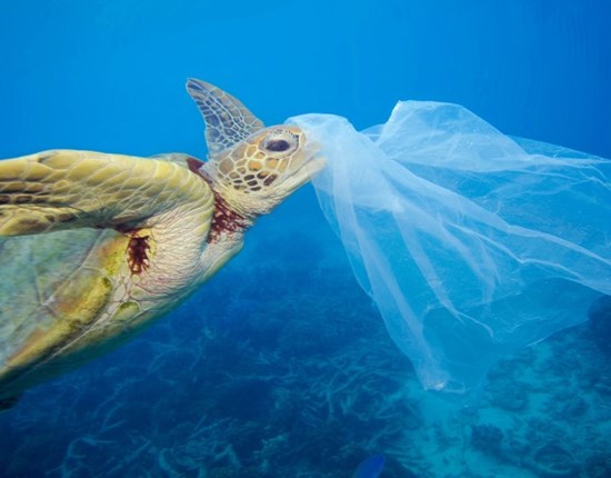 zeeschildpad in zee die een plastic zak in de bek heeft