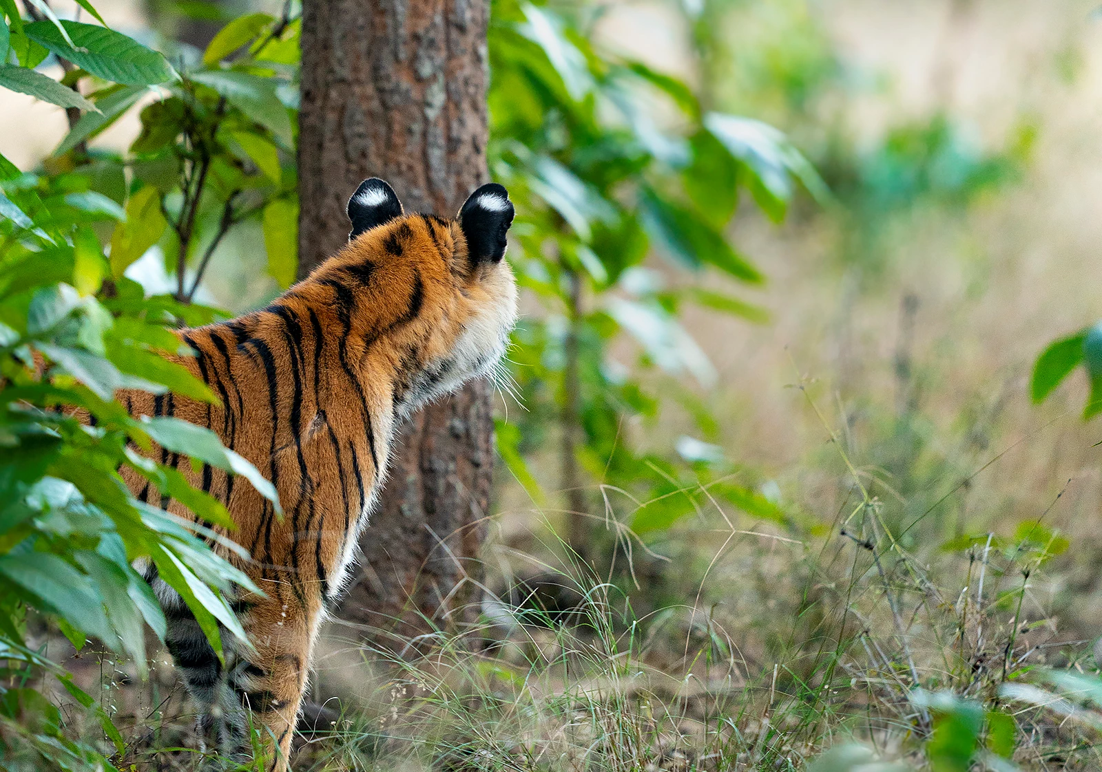 Tijger in India, witte oren WW1132311