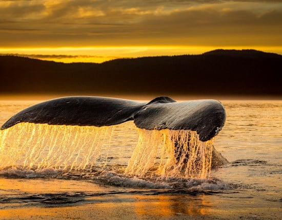 Walvis staart komt boven water uit