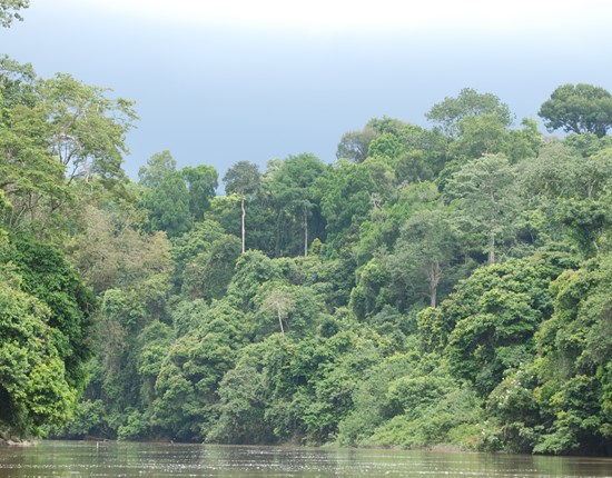 Regenwoud, Gabon