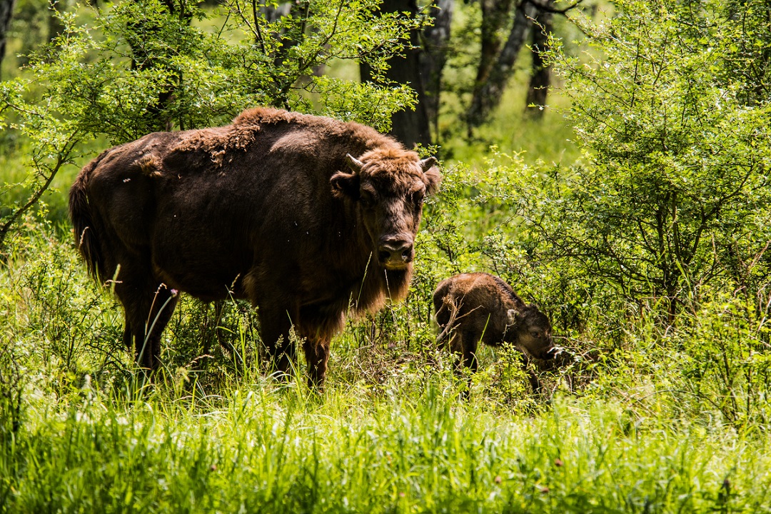 Europese bizon of wisent in Slowakije WW229371.jpg