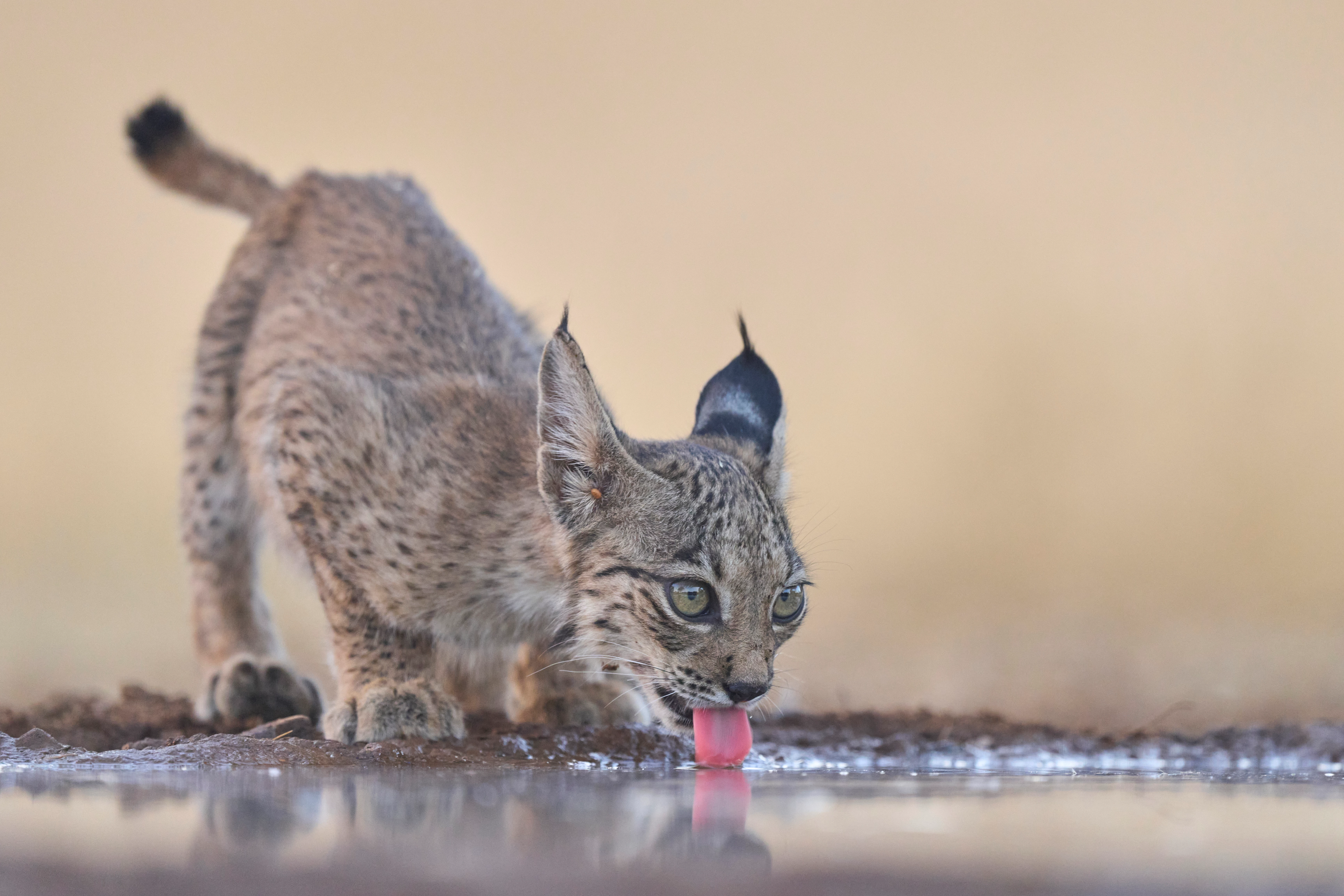 Drinkende Iberische lynx