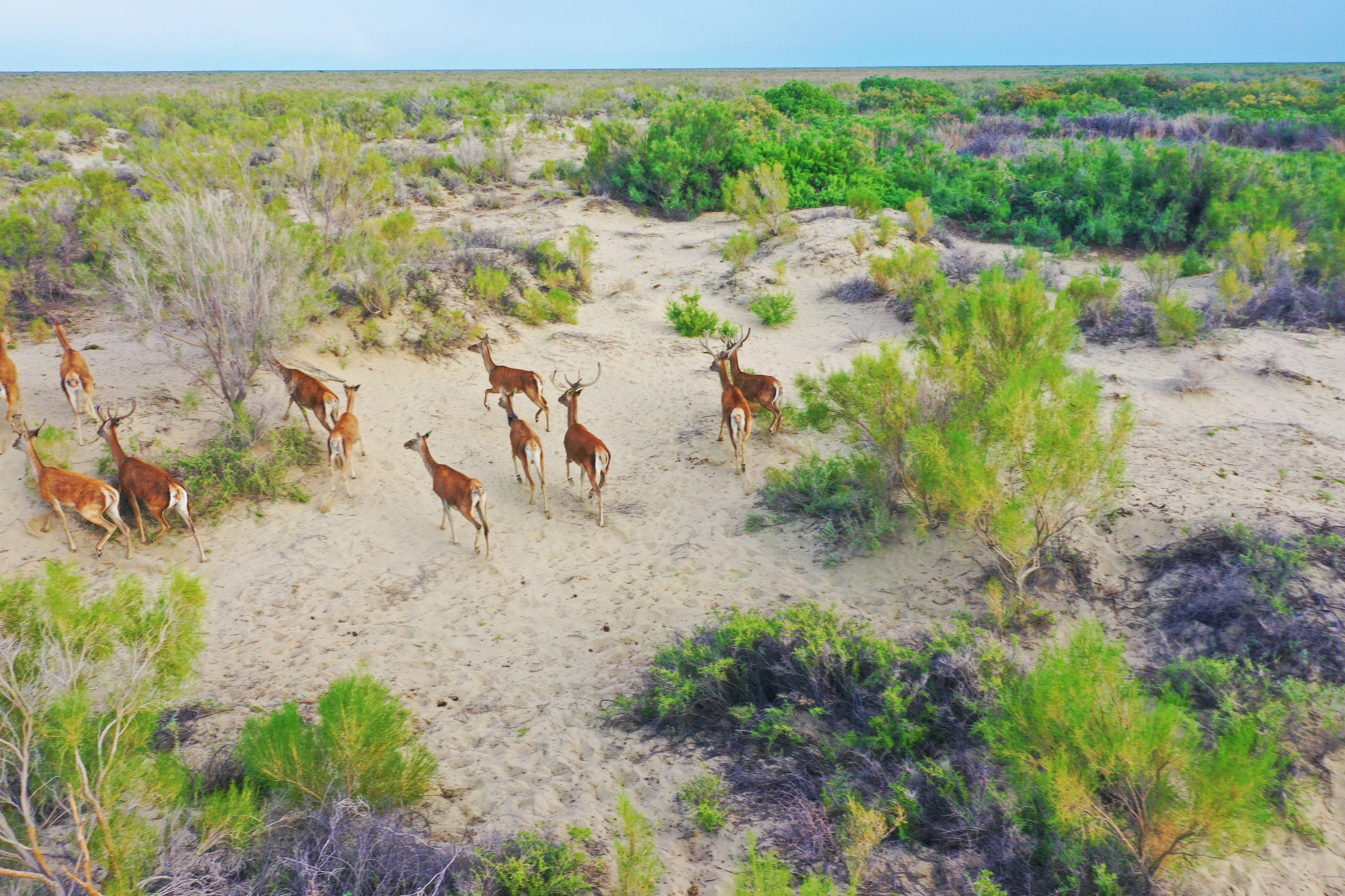 Bukhara Deer Ili Balkhash Reserve