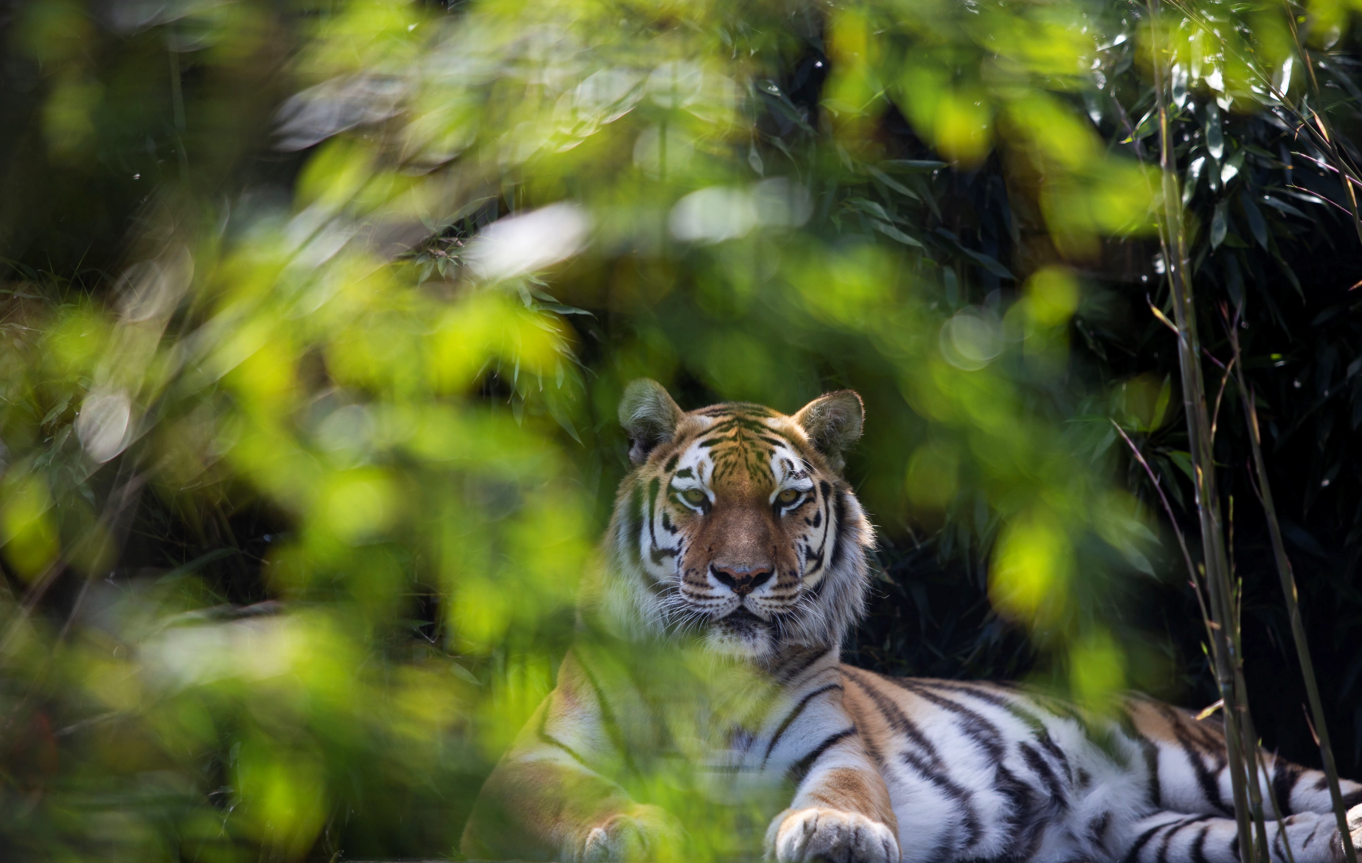 Tijger bij Stichting Leeuw