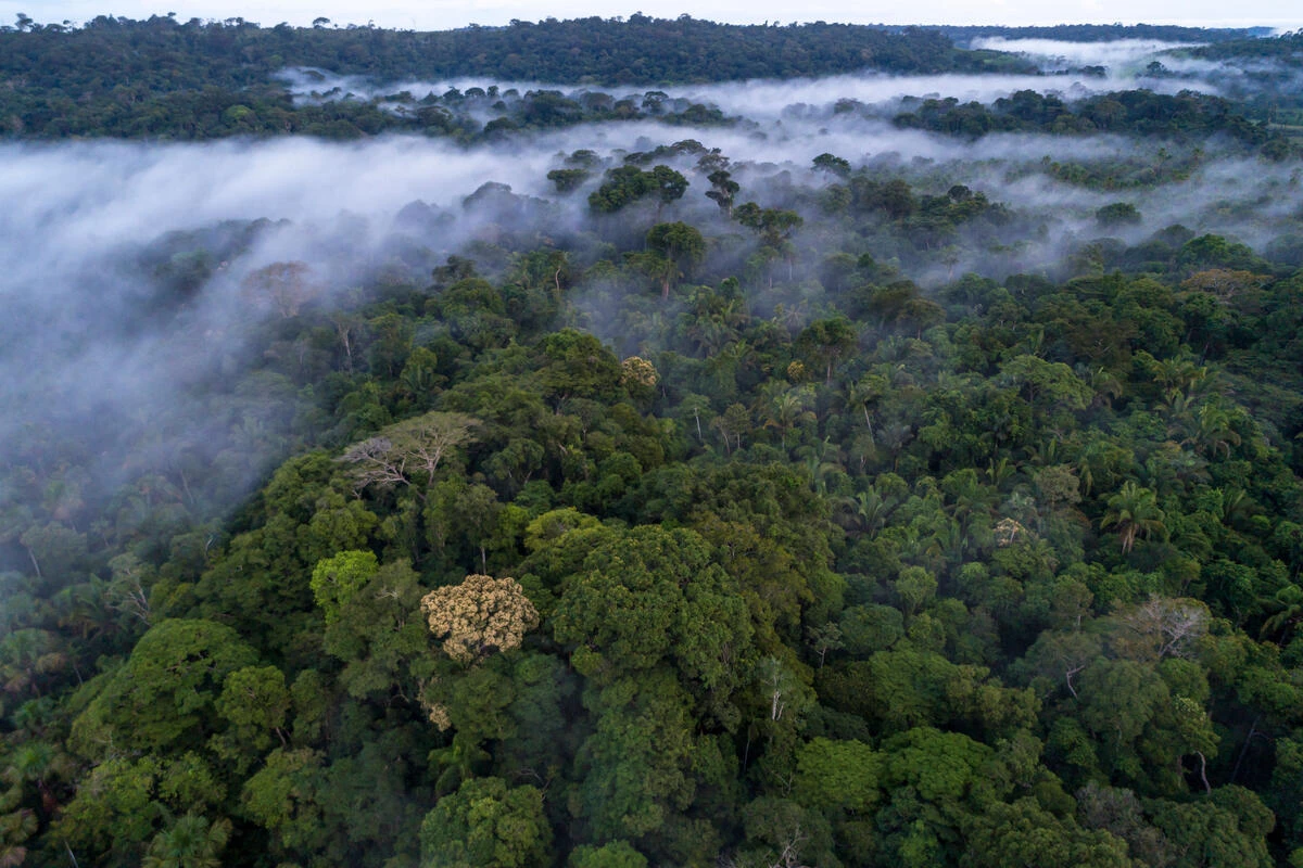 Bovenaanzicht Amazone regenwoud WW1134748