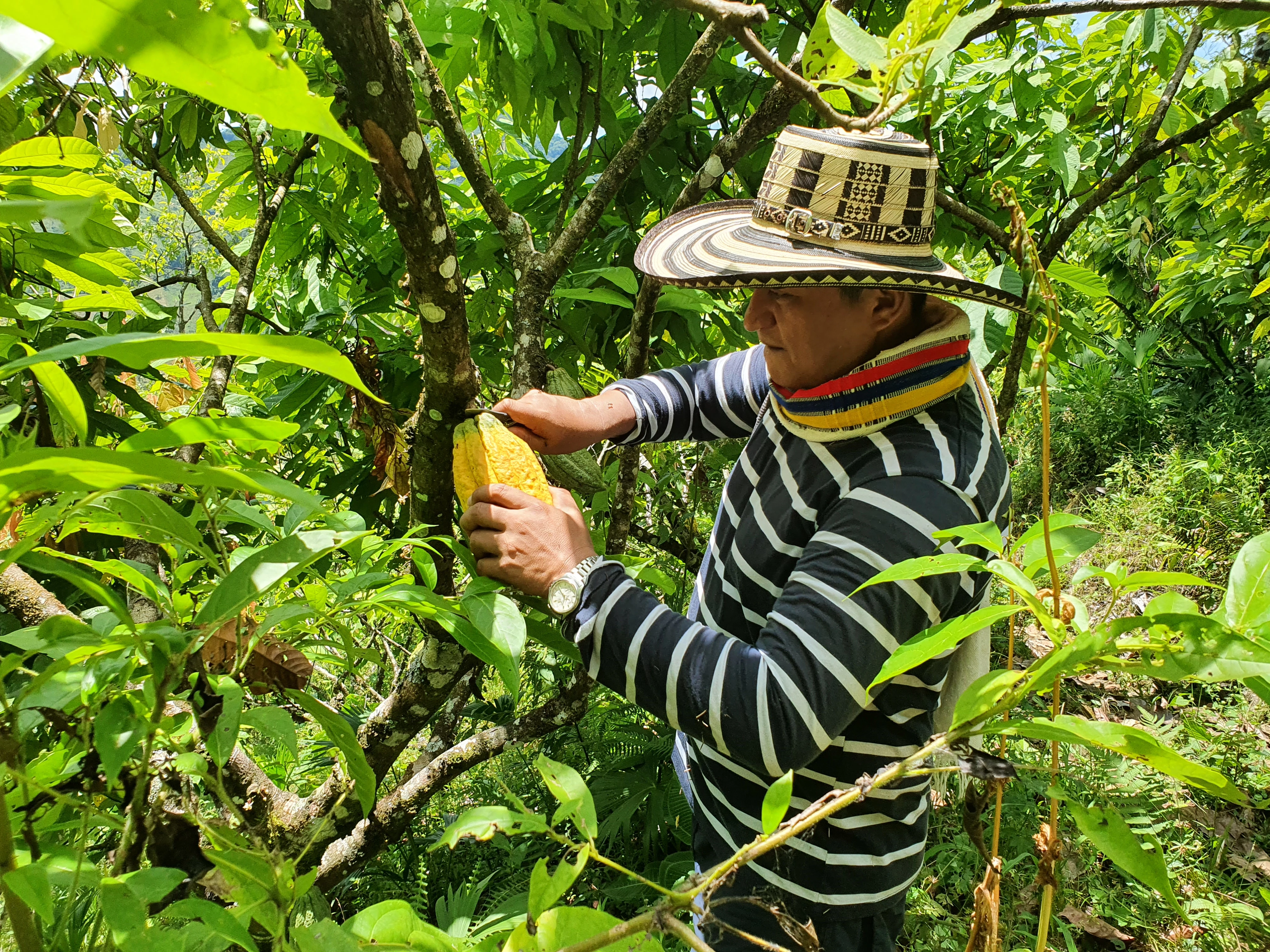 Boer Colombia.jpg