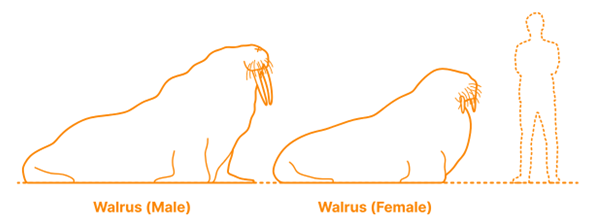 Walrus grootte.png